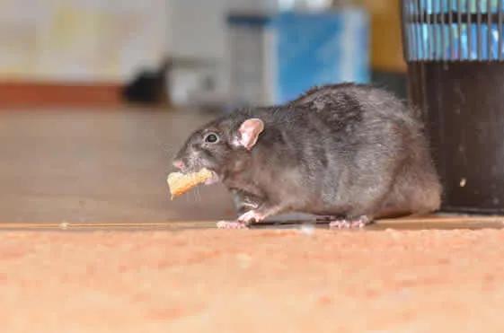 Rat in a house carrying food in its mouth