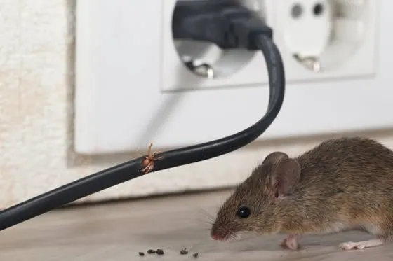 Mouse next to chewed fraying wire with rodent droppings
