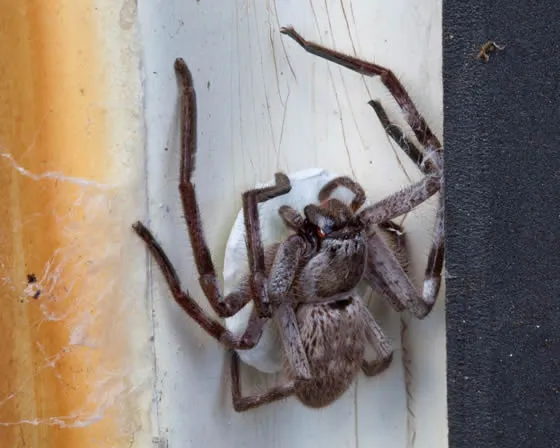 Huntsman Spider perched on wall of house