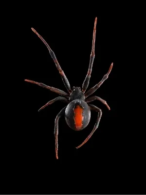 Close up of Katipō Spider on black background