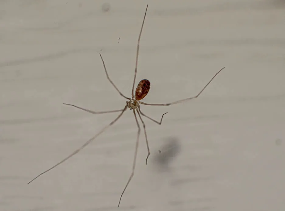 Close up Daddy Long Legs Spider sitting in its web