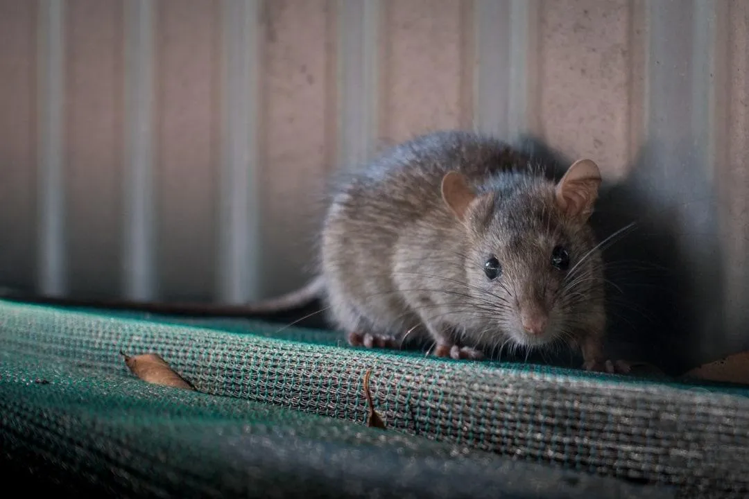 How to get rid of rats in New Zealand