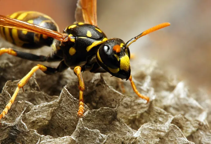 wasps