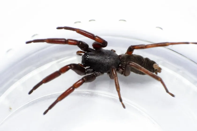 white-tailed spider