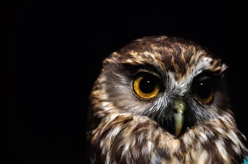 New Zealand's endemic owl