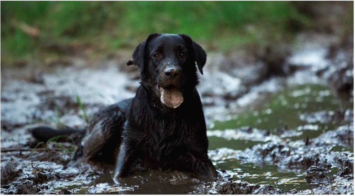 how to remove mud stains