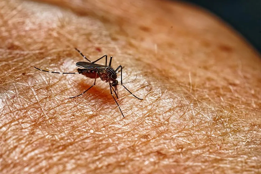 Prevent Mosquito Infestations in Your Backyard