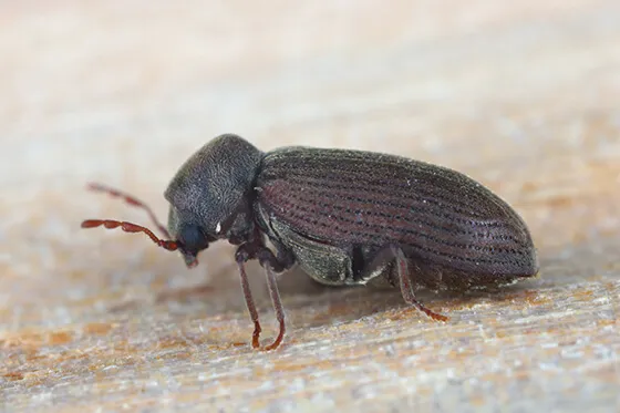 how to control borer infestation