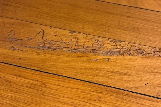 borer holes in wooden flooring