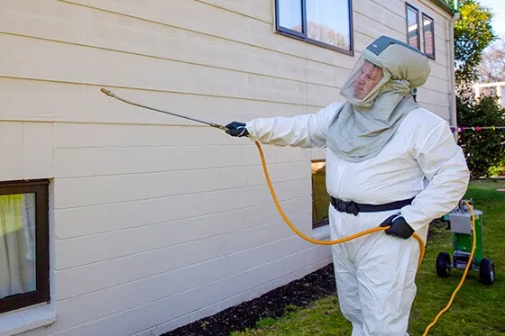 professional borer pest control