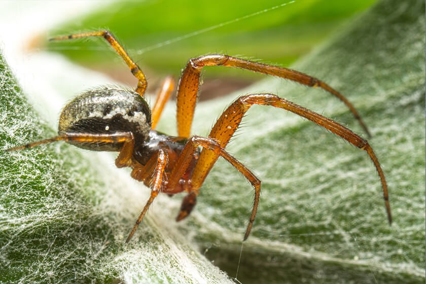 Noble False Widow Spider