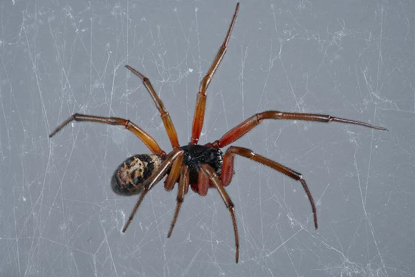noble false widow spider