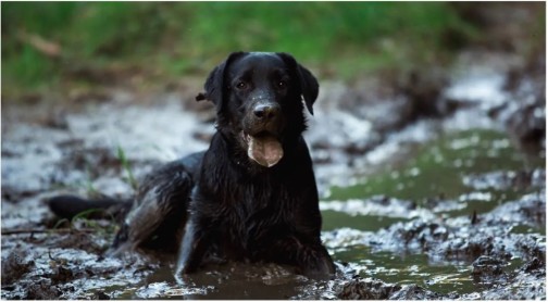 how to remove mud stains