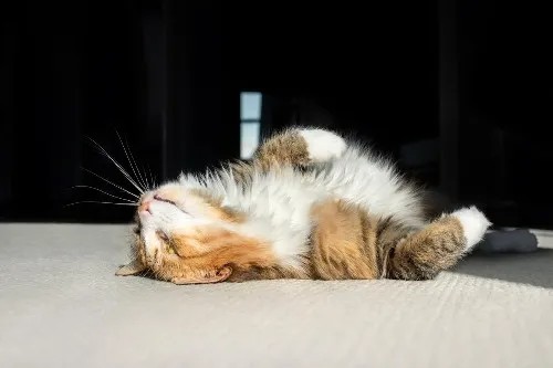 getting rid of fleas on carpet