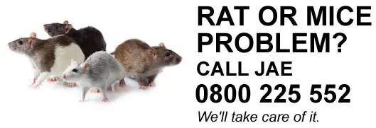 rat or mice problem solution