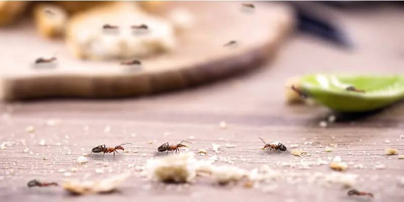 Get rid of the bugs in your home