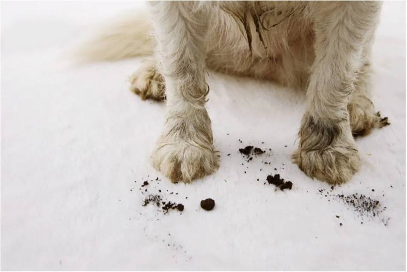 Remove dog stains from Carpet