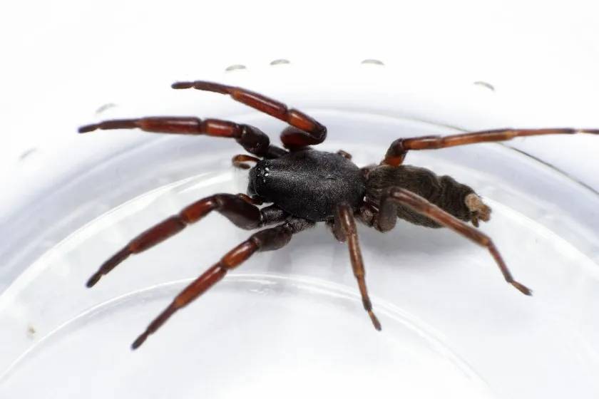 white-tailed spider