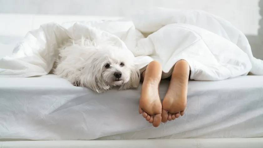 how to keep a mattress clean