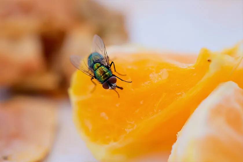 Pest Prevention Checklist