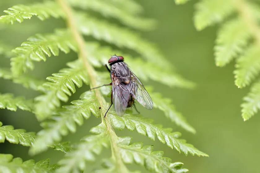 How to get flies under control