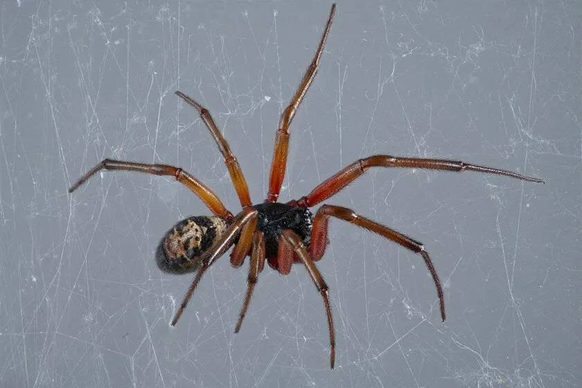 noble false widow spider