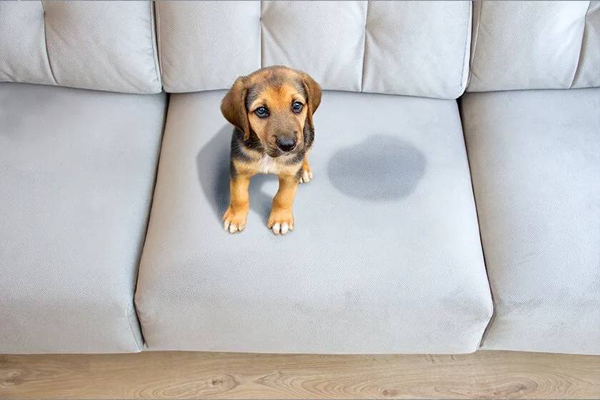 Upholstery Care Tips for Pet Owners