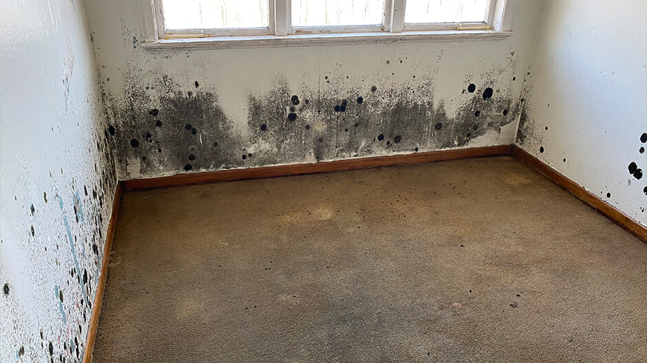 Mould After Flooding
