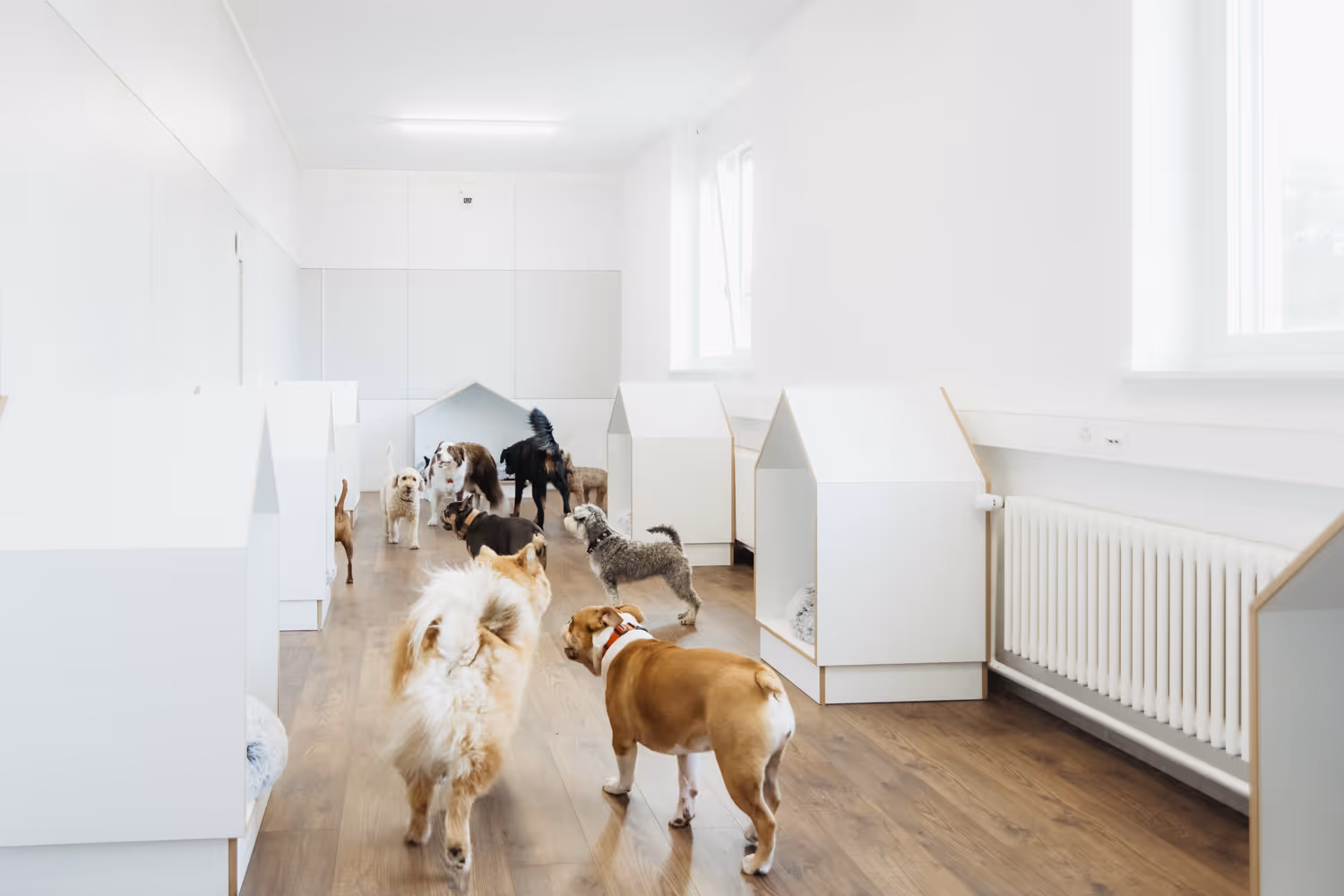 Hundeferien in Bern