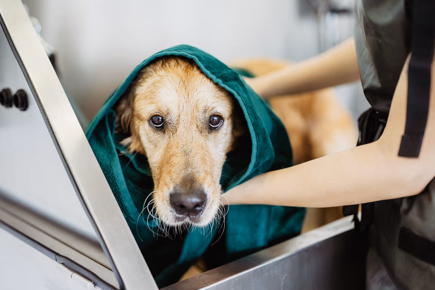 Groomer Einzelleistungen