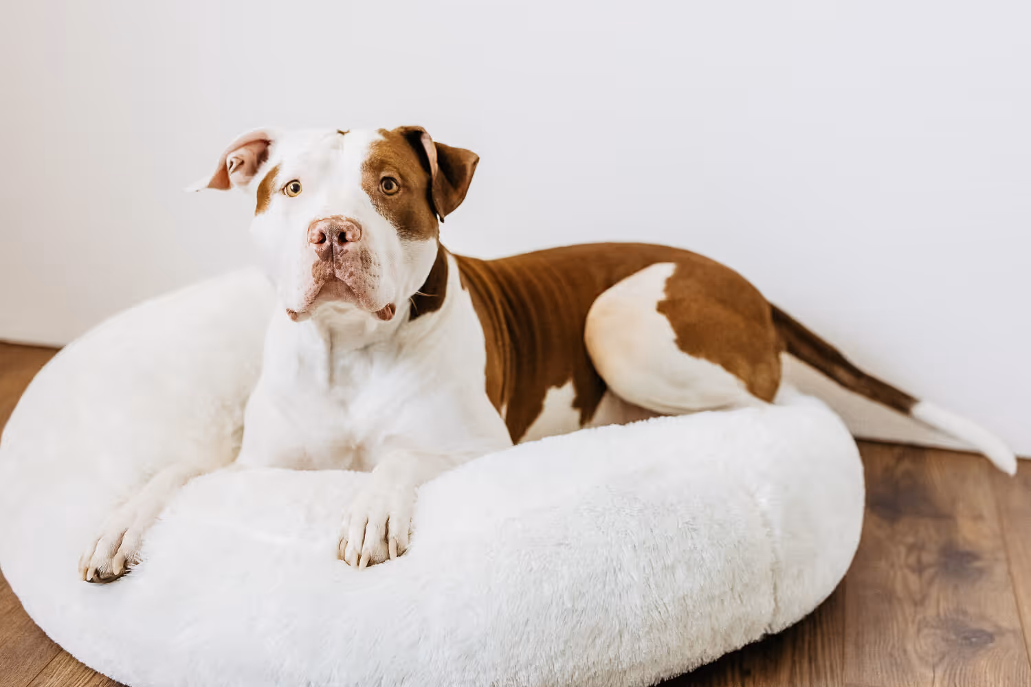 Preise Hundepension