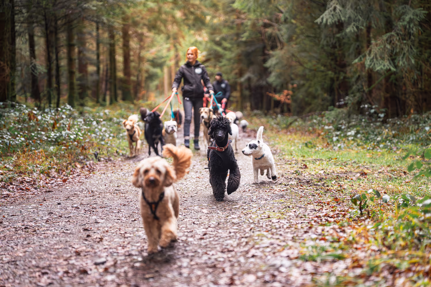 Rudelspaziergang