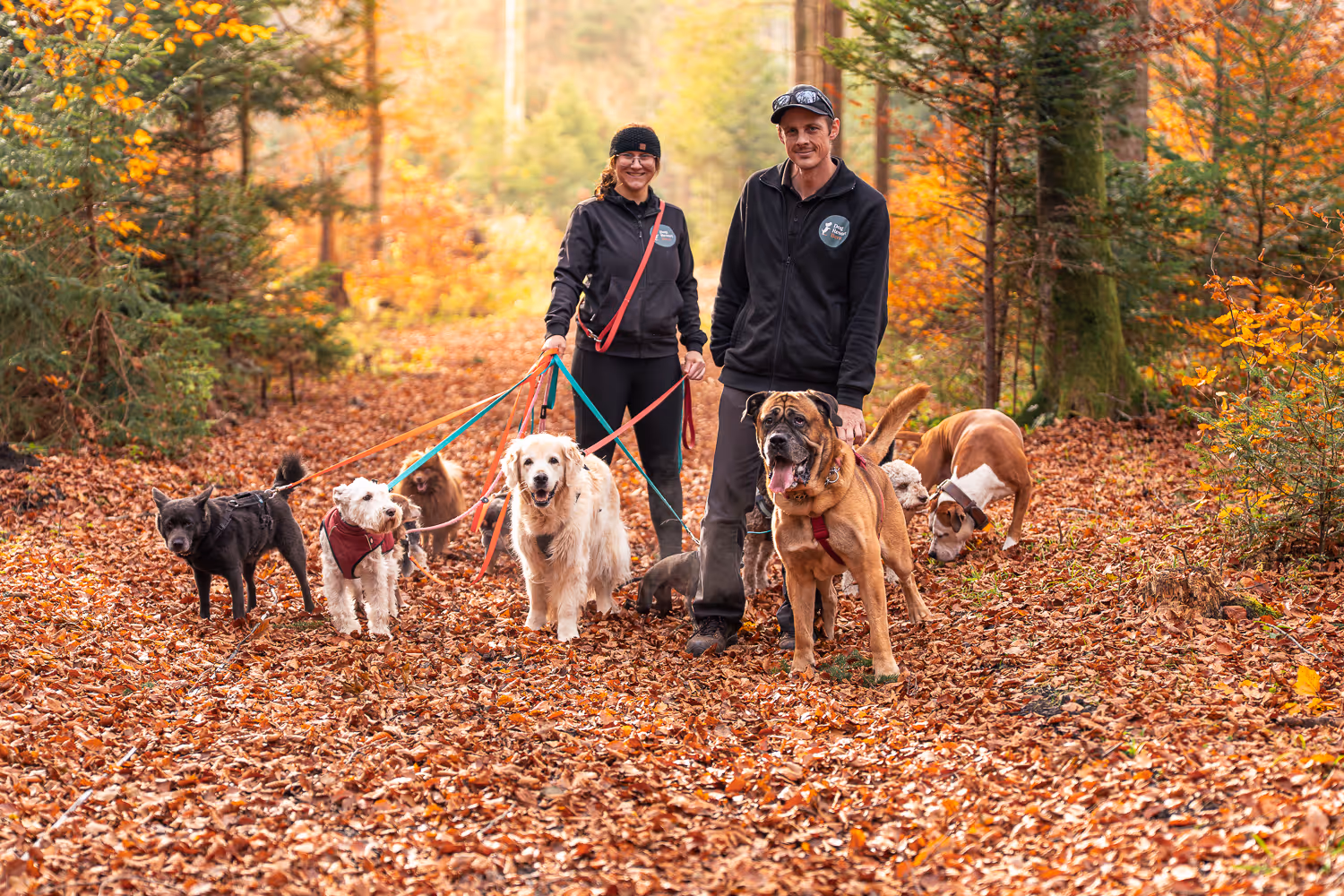 Preise Dogwalker