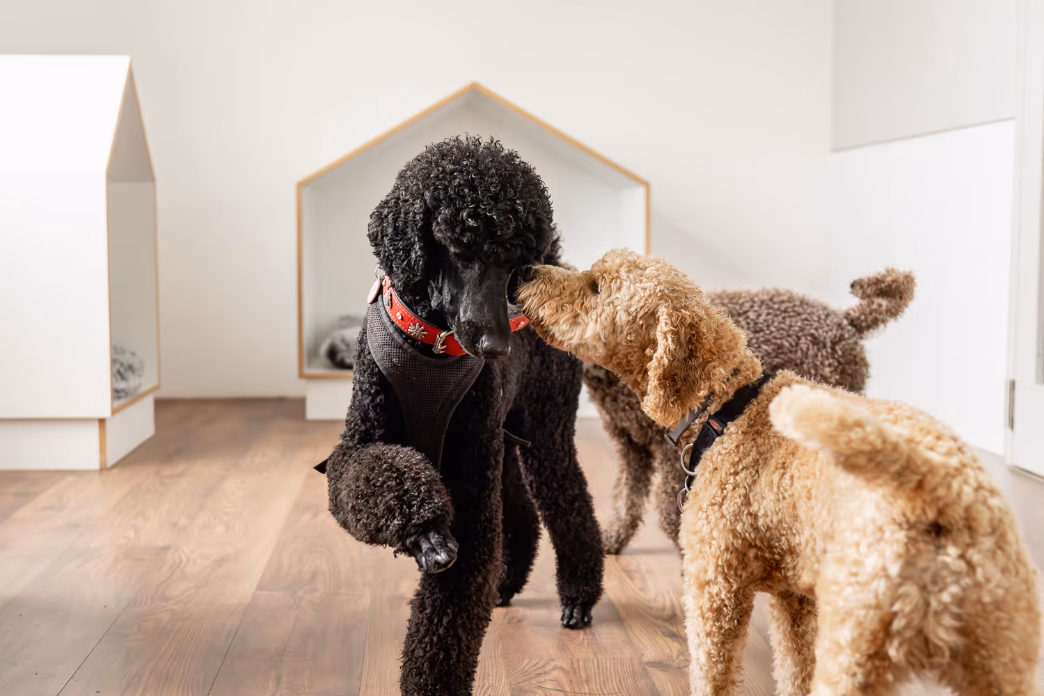 Preise Hundetagesstätte