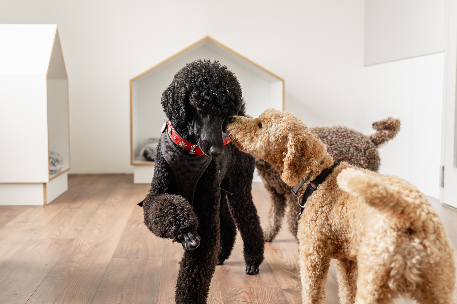 Preise Hundetagesstätte