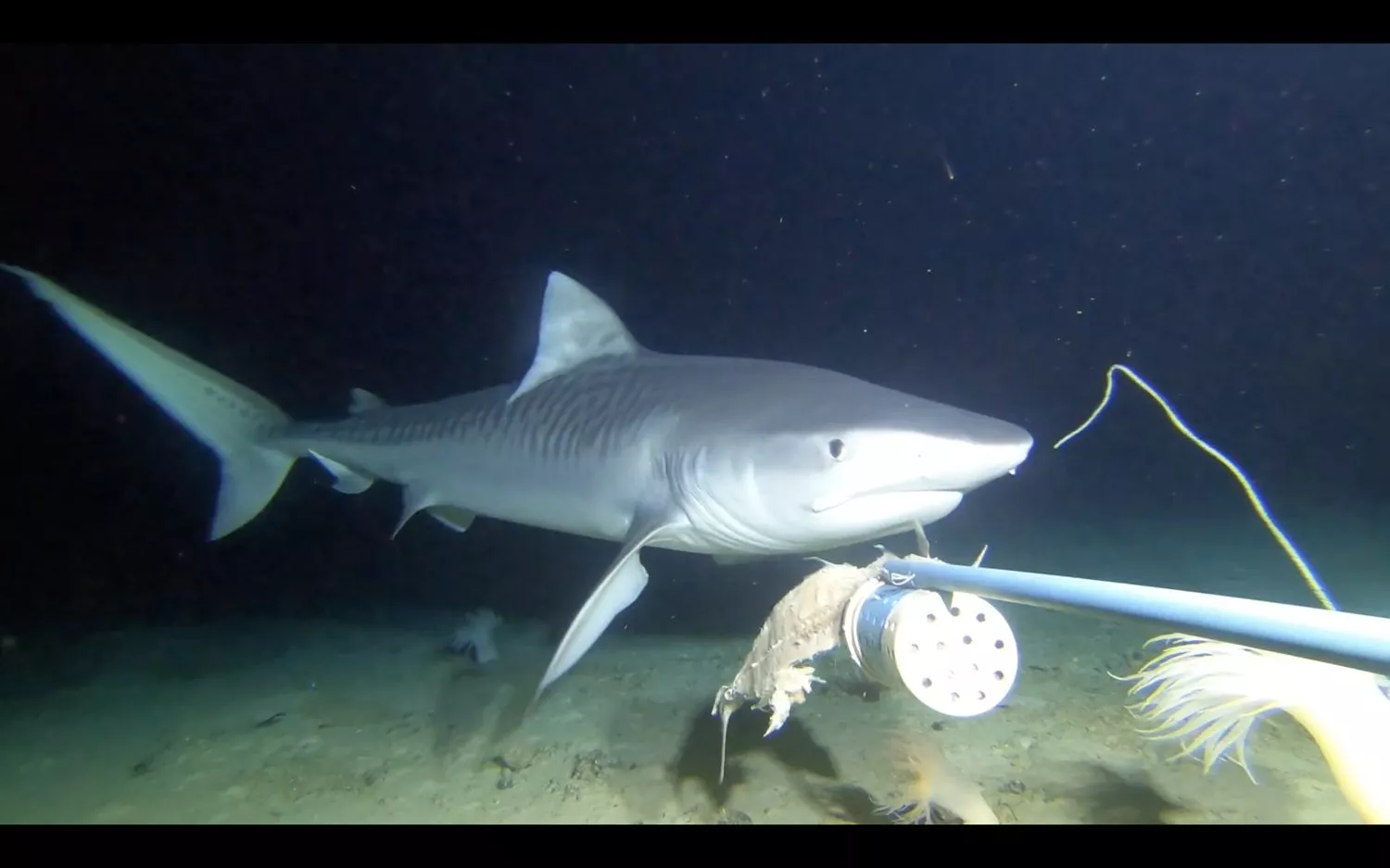 En tigerhaj svømmer nær havbunden om natten, mens den undersøger et undervandskamera eller udstyr med madding, omgivet af havplanter og svagt oplyst af kunstigt lys.