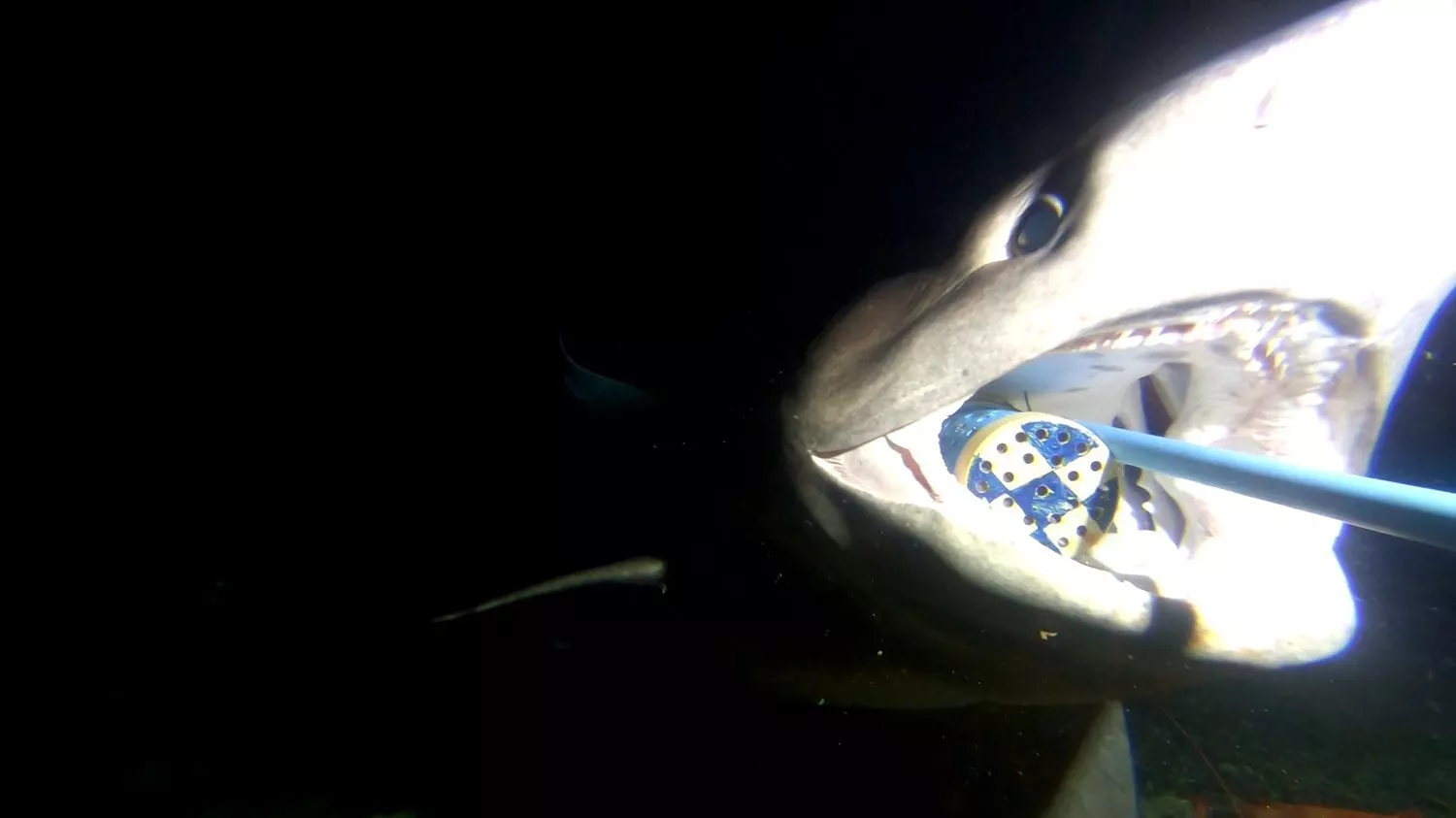 En haj svømmer i mørket med åben mund og bider i en blå og gul cirkulær anordning, der er fastgjort til en pæl. Scenen er oplyst af kunstigt lys, som fremhæver hajens tænder.