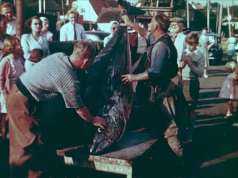 En gruppe mennesker, herunder børn, samles omkring to mænd, der fremviser en stor fisk på en trækvogn på et udendørs marked eller ved en begivenhed. Scenen ser ud til at være fra et tidligere årti.