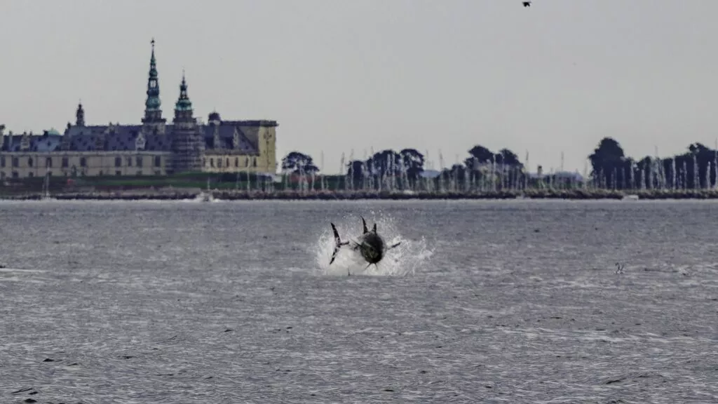 En stor fisk, muligvis en tun, springer op af vandet og laver et stort plask. I baggrunden ses en slotslignende bygning og en række træer langs kysten under en overskyet himmel.