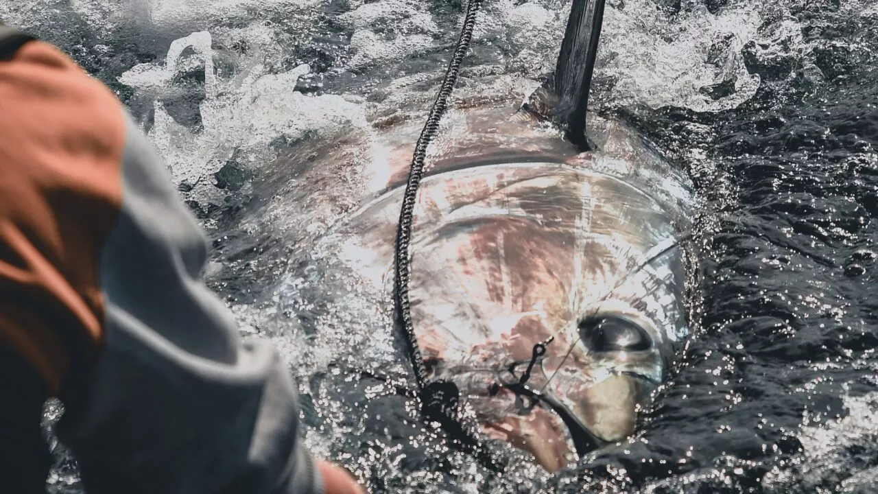 En stor fisk, muligvis en tun, hales ind i vandoverfladen og plasker, mens den fanges på en fiskeline. En person i et stribet ærme ses i forgrunden.