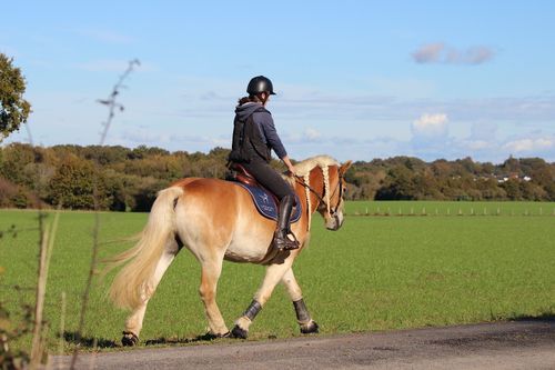 Trouver la Demi-Pension Idéale pour Votre Cheval : Un Guide Complet