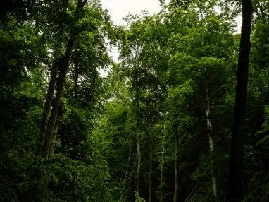 Sunlight filtering through a green forest