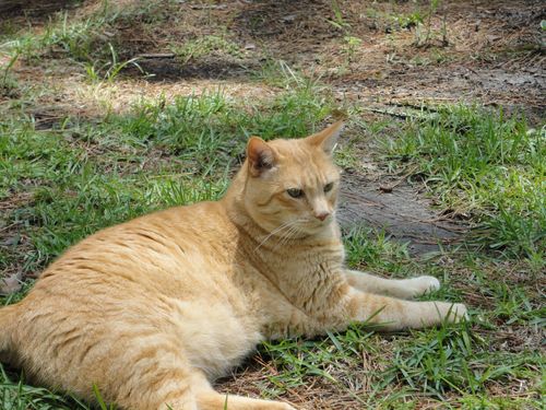 On the Prowl: Strategies for Retrieving Your Missing Cat