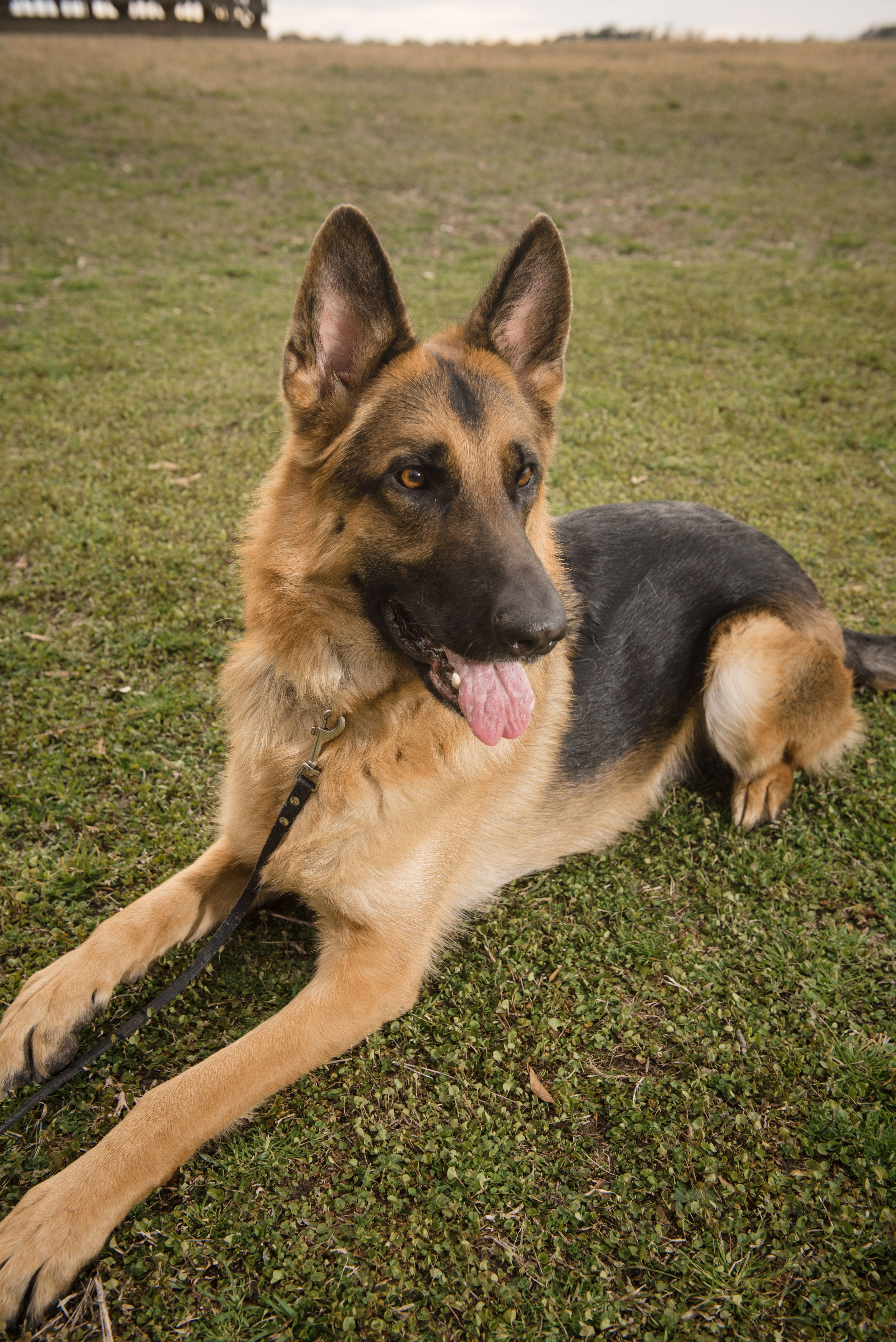  New Year, New Skills:  Why Your Reactive Dog's Resolution Should be Yours, Not Theirs. 