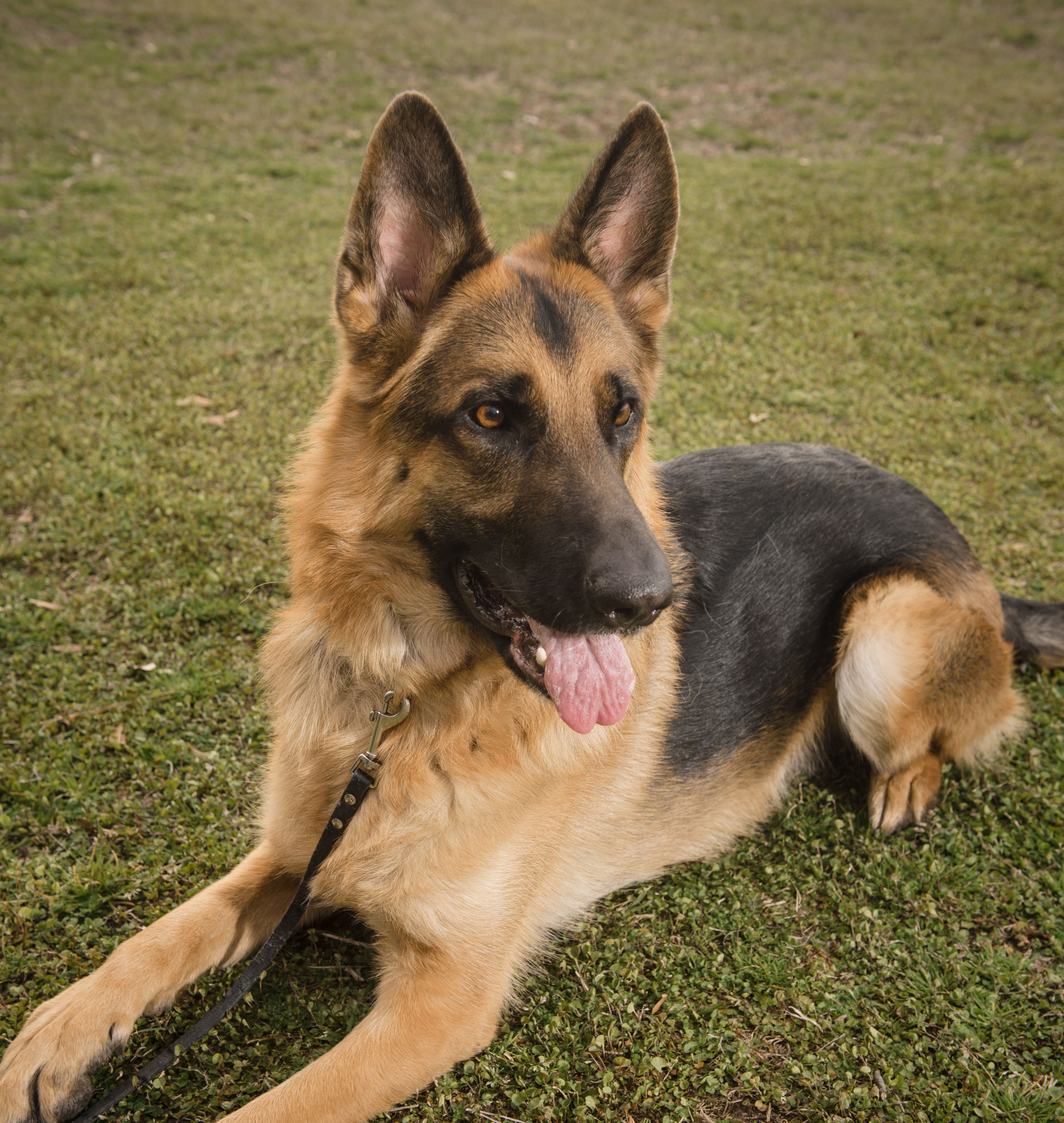  New Year, New Skills:  Why Your Reactive Dog's Resolution Should be Yours, Not Theirs.