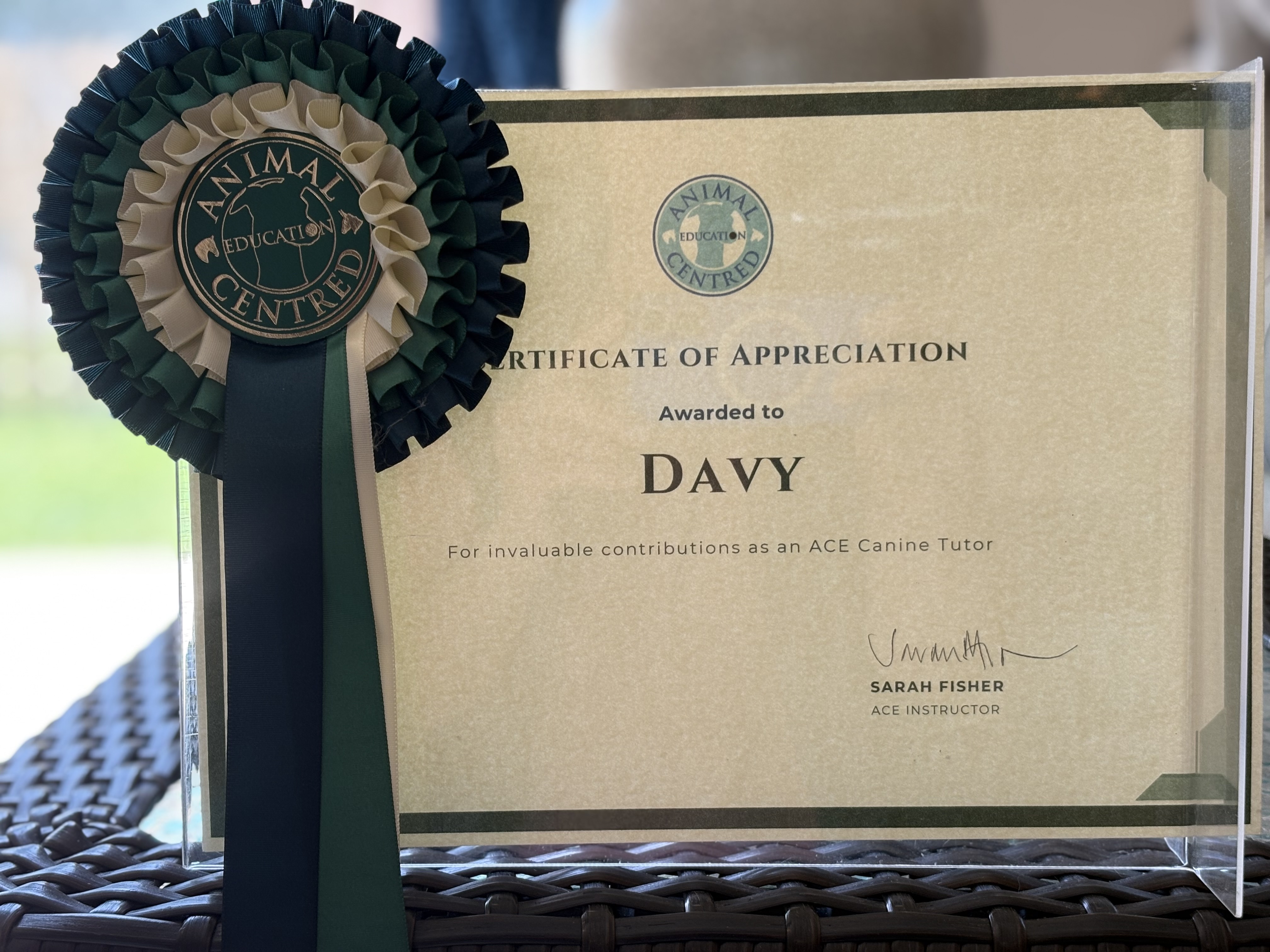 What My Reactive Dog Taught Me (That Could Save You Years of Struggle)