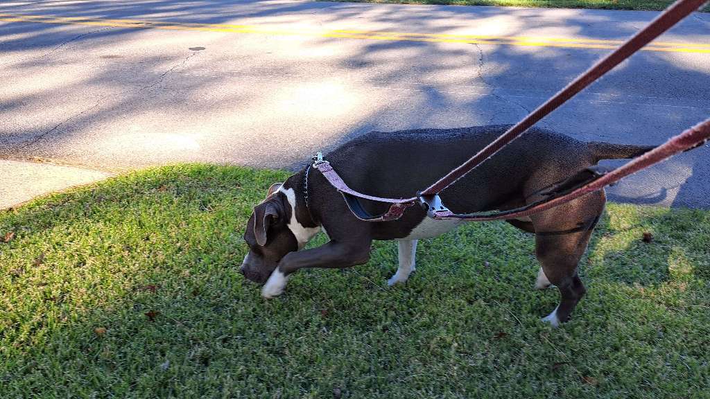What I Notice When I Walk Your Dog