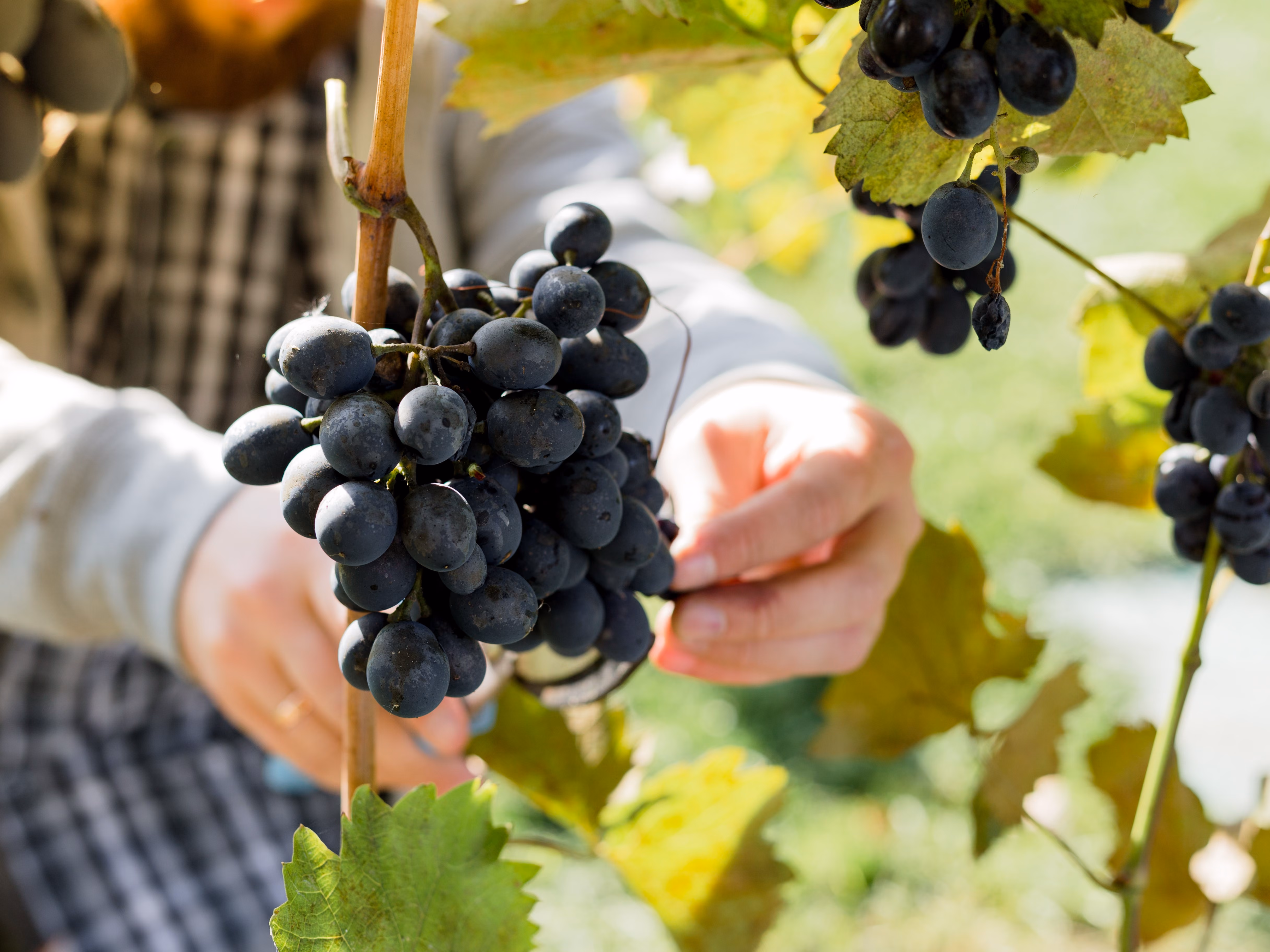 BC Boutique Wineries – Wine Club