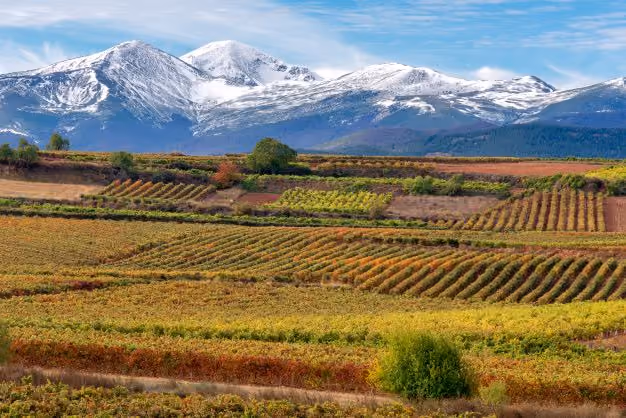 Wine Club – Great Wines of Argentina