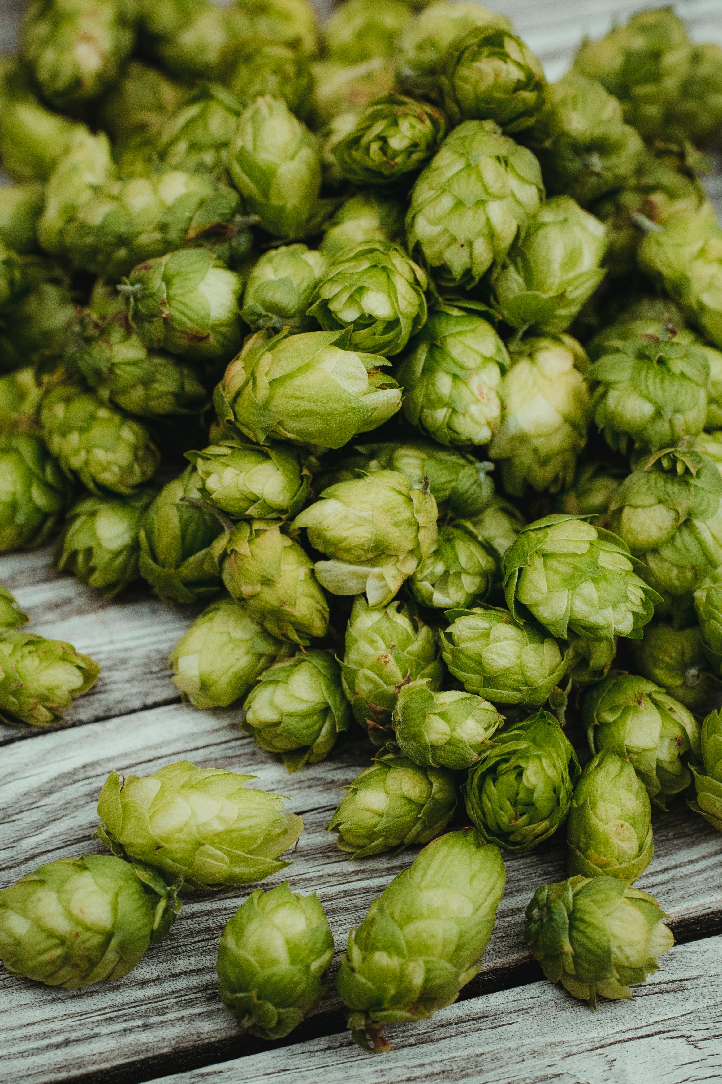 Beer Club Explores Hazy IPAs